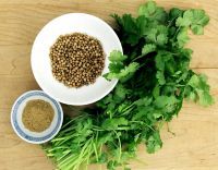 Coriander or Chinese parsley