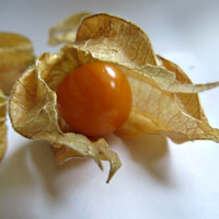 Physalis