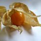 Physalis